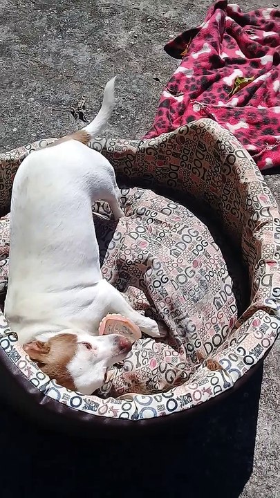 Dog Stole Dad's Dentures
