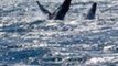 Mother and Calf Humpback Whales Perform a Double Breach in Monterey Bay