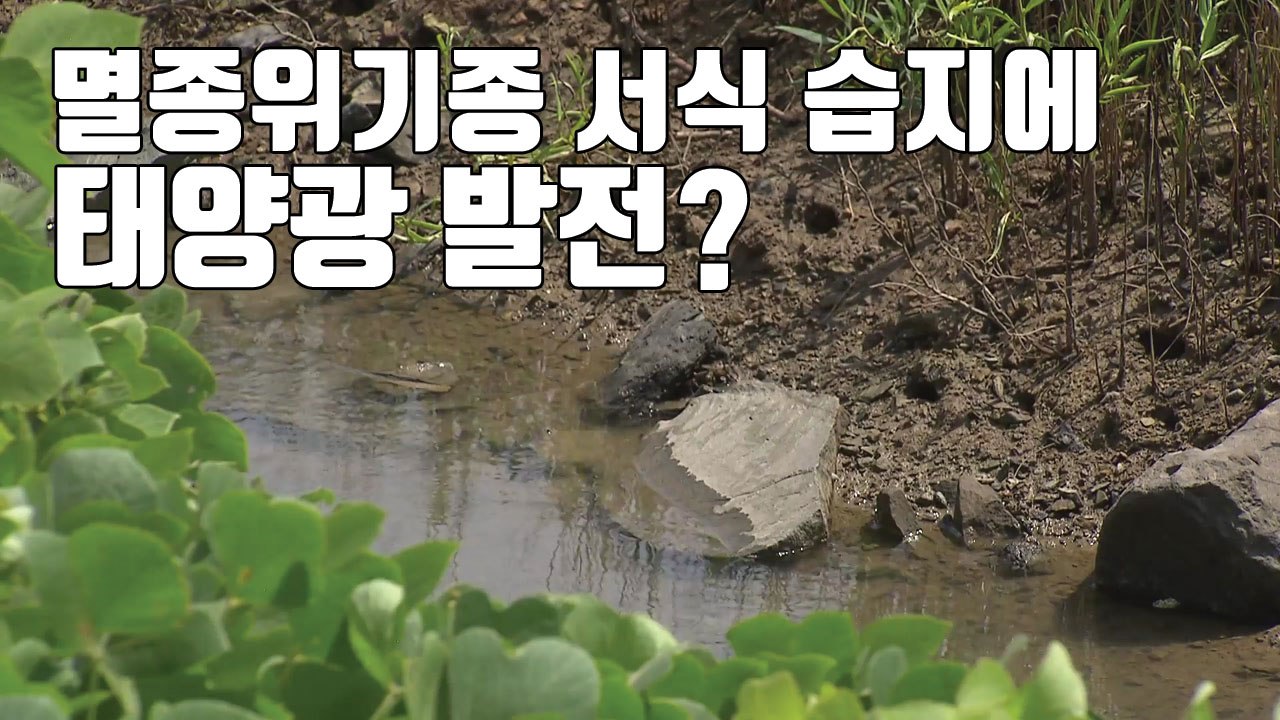 [자막뉴스] 멸종위기종 서식 습지에 태양광 발전? / YTN