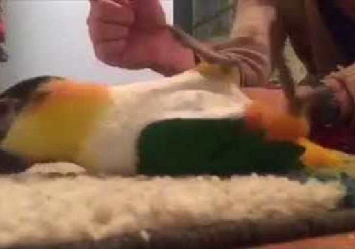 Caique Parrot Rolls Over for Treats