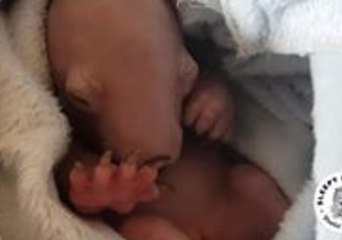 Baby Wombat Has a Vivid Dream