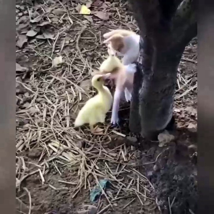 Los patitos atacan al gatito Aguas