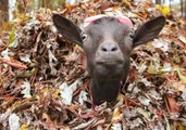 Goats Have Leafy Fun During Autumn Season