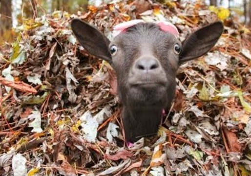 Goats Have Leafy Fun During Autumn Season