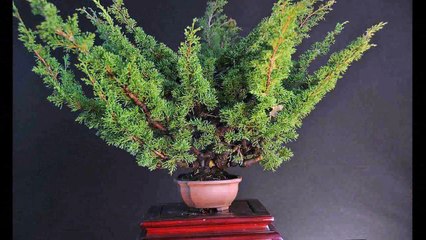 Bonsai before and after- Shaping techniques- Huong dan tao dang bonsai - 盆栽