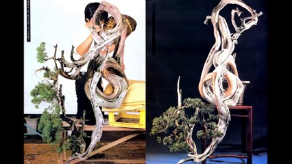 Bonsai before and after 2-Bonsai Master - Masahiko Kimura - 盆栽キムラマサヒコ