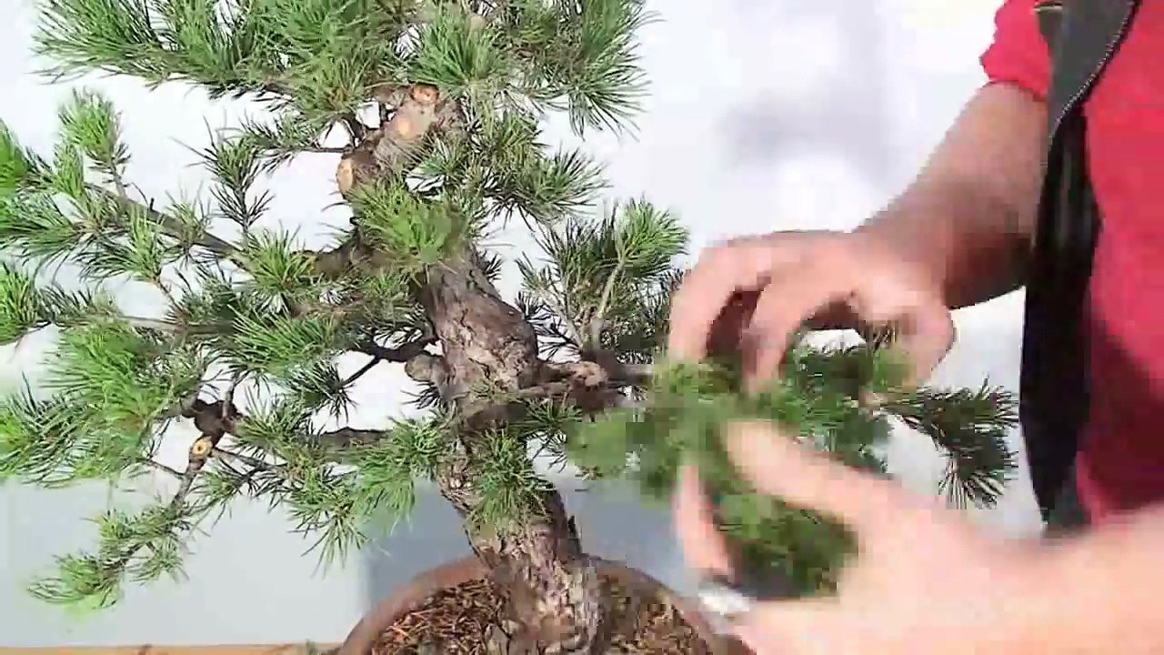 Bonsai shaping techniques- Ky thuat tao dang bo...
