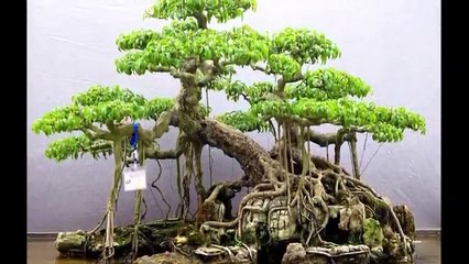 Bonsai in Vietnam  盆栽
