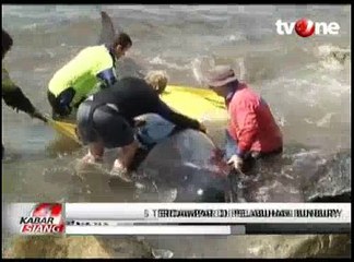12 Ikan Paus Terdampar di Pelabuhan Bunbury