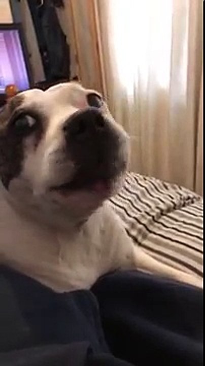 Dog making really weird noises