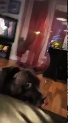 dog makes weird noises