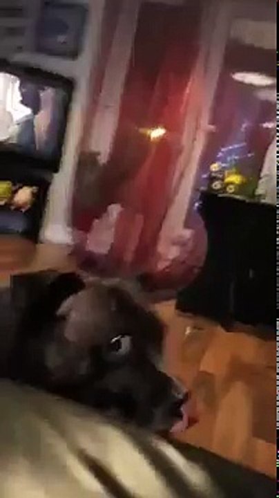 dog makes weird noises