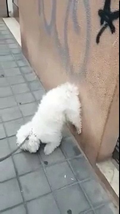 dog poo s with his leg up on the wall