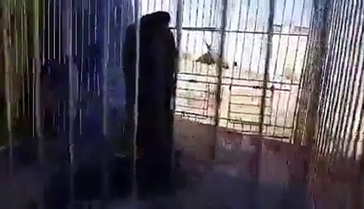 Vipère cobra capturée à m'sila-algerie