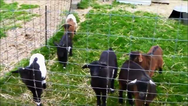 Best of Fainting Goats EpicVirals [HD]