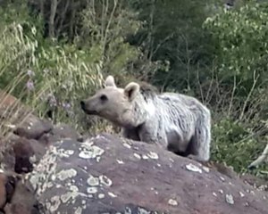 Nemrut Krater Gölü'nde "Ayı" Sürprizi
