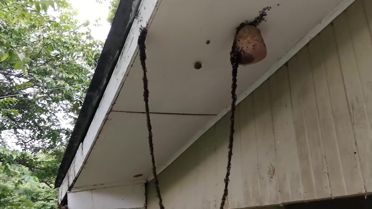 Une colonie de fourmis attaque un nid de guêpes en formant une chaîne