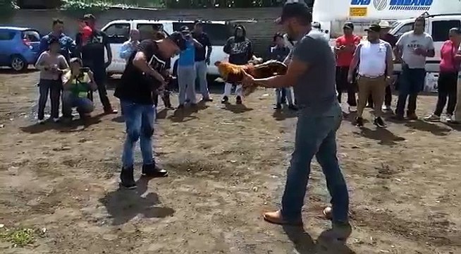 Imprévu pendant un combat de coqs