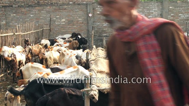 Herd of goats for sale at Asia largest cattle Sonepur Bihar
