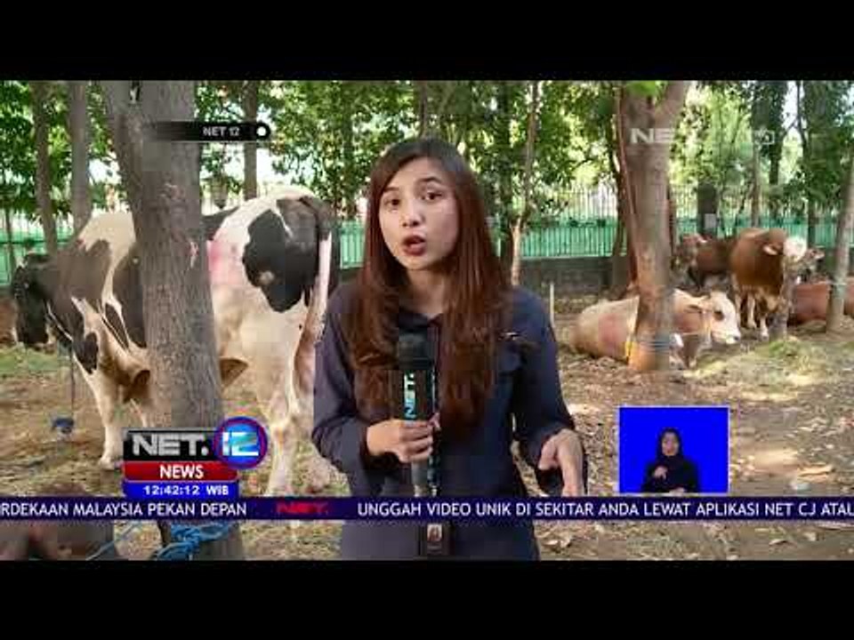 Live Report:Beragam Jenis Hewan Qurban Dirumah...