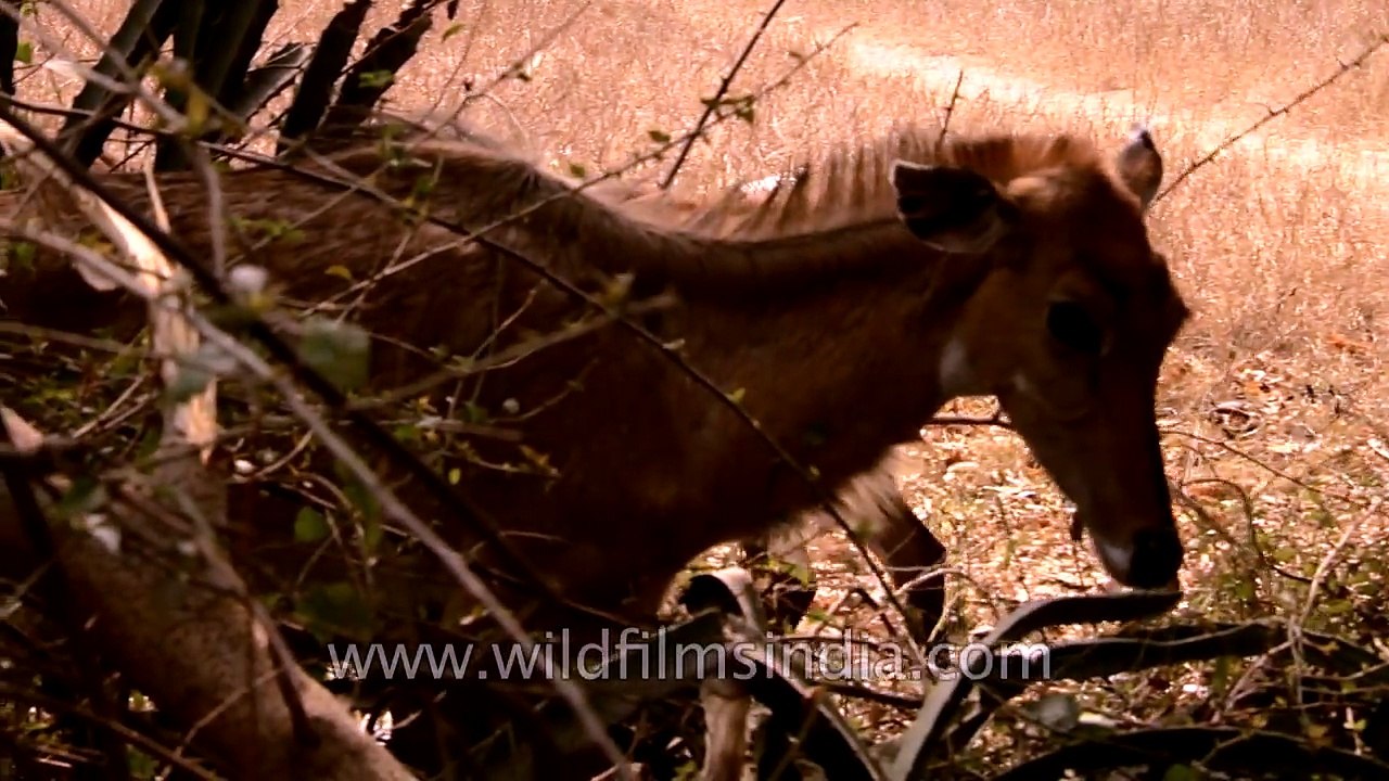 Nilgai the blue bull