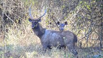 Sambhar male with a big head of antlers gets nuzzled by female - tender moment from animal world