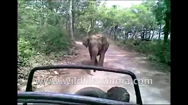 Wild Tusker- Elephant chases tourists in Uttarakhand India