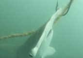 Endangered Hammerhead Sharks Killed on Drum Line in Great Barrier Reef