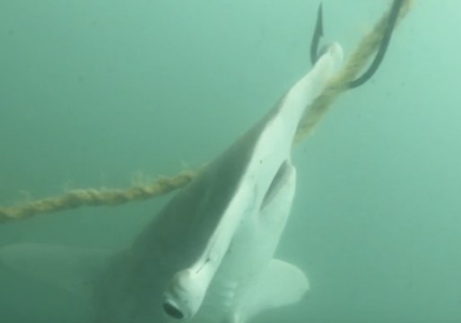 Endangered Hammerhead Sharks Killed on Drum Line in Great Barrier Reef