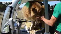 فيديو: أسد يتسلق سيارة سياحية في حديقة بروسيا 