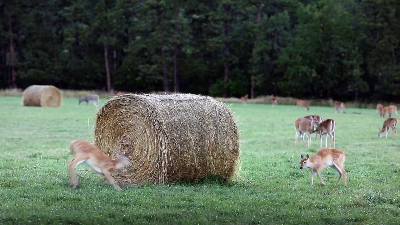 Des faons jouent à cache cache