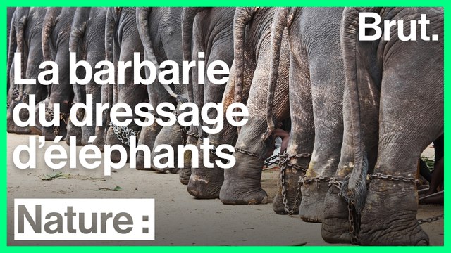 La maltraitance des éléphants dressés pour les touristes
