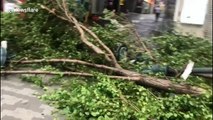Signal drops to the floor & Osaka street light destroyed by fallen trees after Typhoon Jebi wreaks havoc