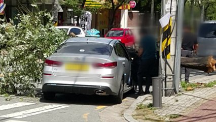 대형 가로수 부러져 정차 중이던 택시 덮쳐 / YTN