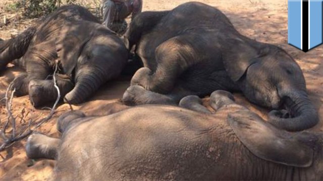 Almost 90 elephants found dead near Botswana wildlife sanctuary