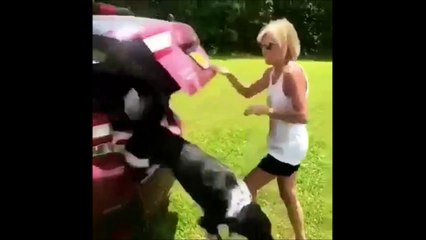 Ce chien avait vraiment envie de se baigner... Fou