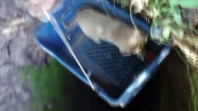 Kuyuya düşen yavru köpek kurtarıldı - KONYA