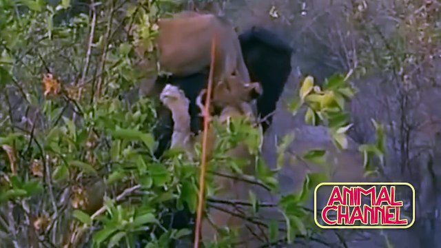 Most Spectacular Big Cat Attacks Compilation including Lion Attack, Leopard, Tiger, Jaguar, Cheetah