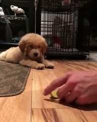 How to play with your dog eat limon  or trick