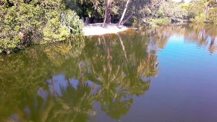 Les alligators n'aiment pas les drones... La preuve