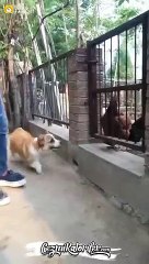 Lafa Gelince Sedat Peker İcraata Gelince Pamuk Şeker Olan Köpekçik