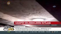 Vampir kelebeklerin istilası