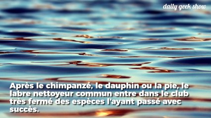 Pour la toute première fois, un poisson a passé avec succès le test cognitif du miroir