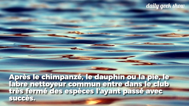 Pour la toute première fois, un poisson a passé avec succès le test cognitif du miroir