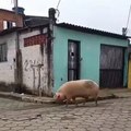 Apparently, People Ride Pigs Too!
