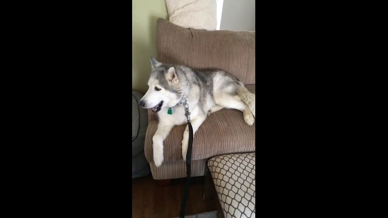 Vocal husky isn't interested in going for a walk