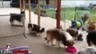 Disciplined Dogs: Dog Wait Patiently For Their Names to be Called