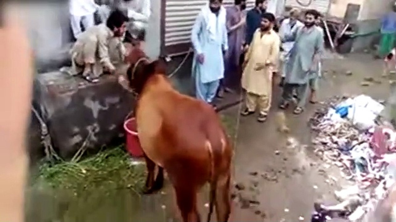 Des homme essaye de laver un taureau ! LOL