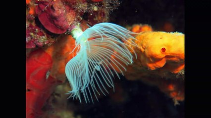 Marmarisde Dalış...