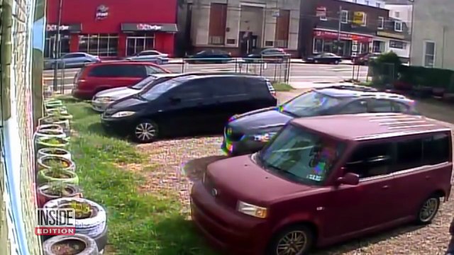 Une des araignées les plus venimeuses a été volée dans un insectarium